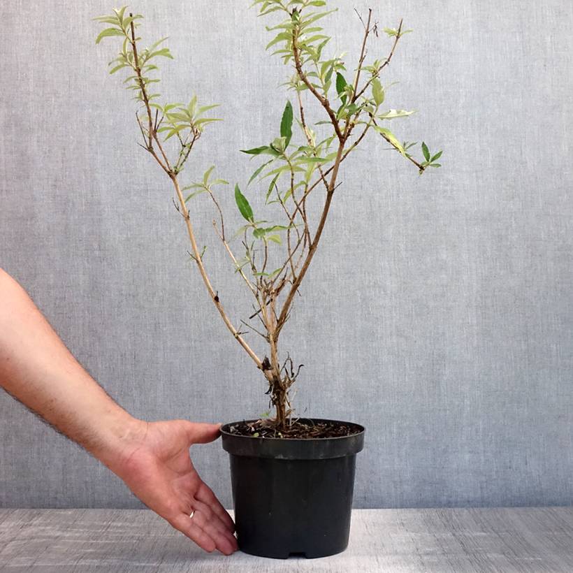 Buddleia davidii Nanho White - Arbre aux papillons nain Pot de 2L/3L - Image 2