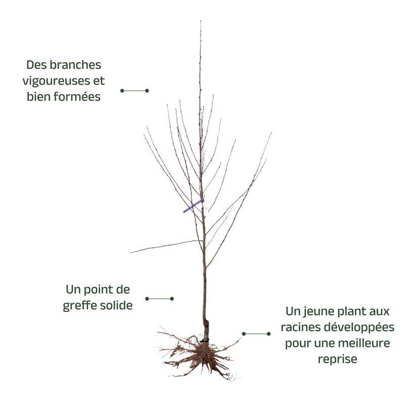 Pêcher persica 'Pêche de Vigne Jaune' (Prunus persica 'Pêche de Vigne Jaune') - Scion de 150cm - Pépinières Naudet - Imagen 4