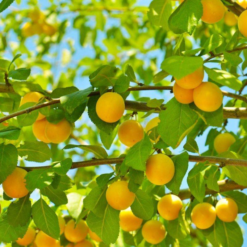 Pêcher persica 'Pêche de Vigne Jaune' (Prunus persica 'Pêche de Vigne Jaune') - Scion de 150cm - Pépinières Naudet - Imagen 2