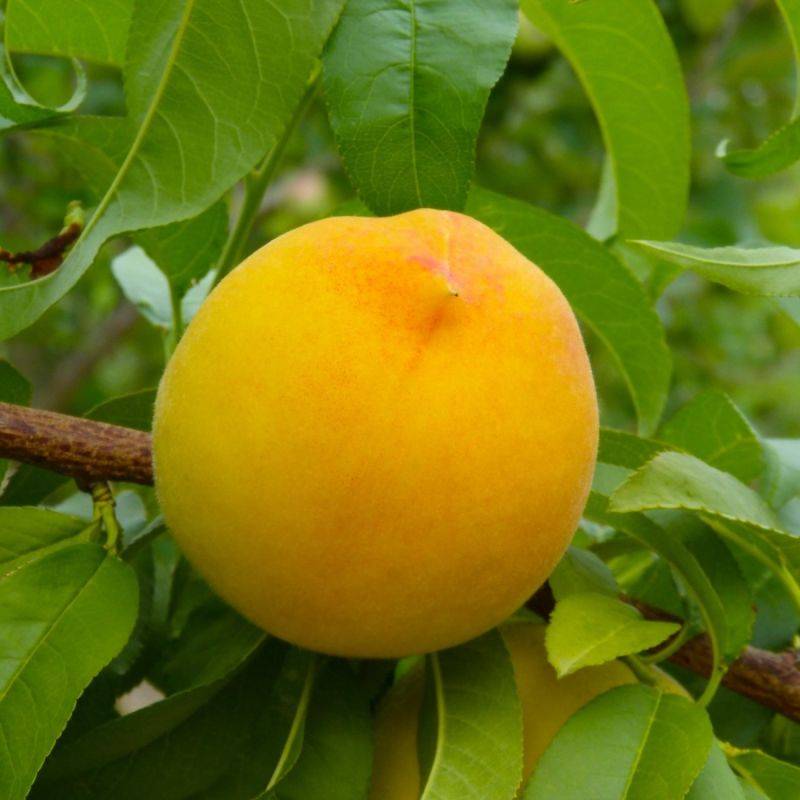 Pêcher persica 'Pêche de Vigne Jaune' (Prunus persica 'Pêche de Vigne Jaune') - Scion de 150cm - Pépinières Naudet - Imagen 1