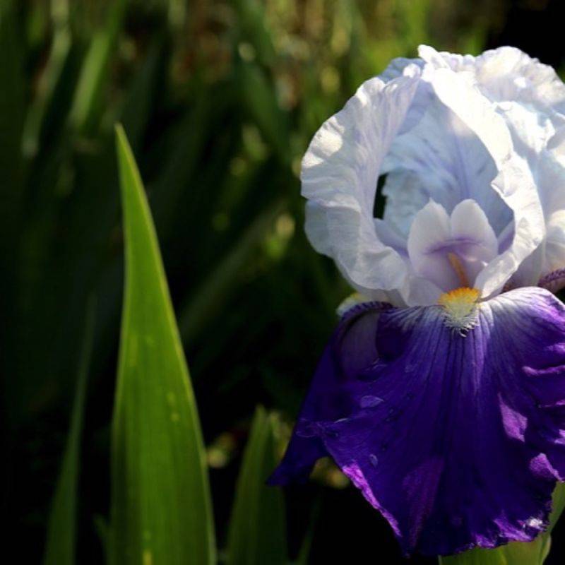 3 Iris Snowmound - Lot de 3 vivaces - Pépinières Naudet - Imagen 1