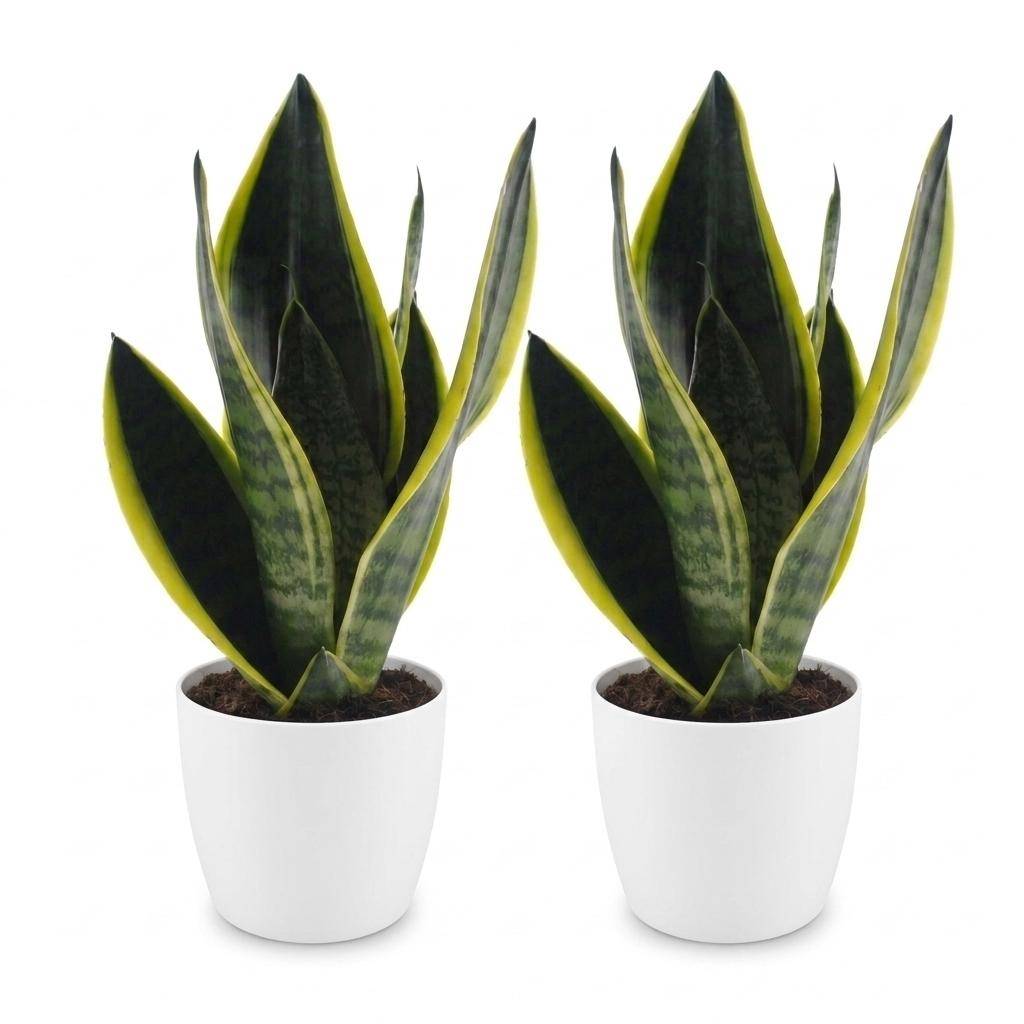 Sansevieria Futura Superba - Langue de belle-mère - Pot de 12cm - 2 plantes - Blanc - Plantes d'intérieur - Image 2