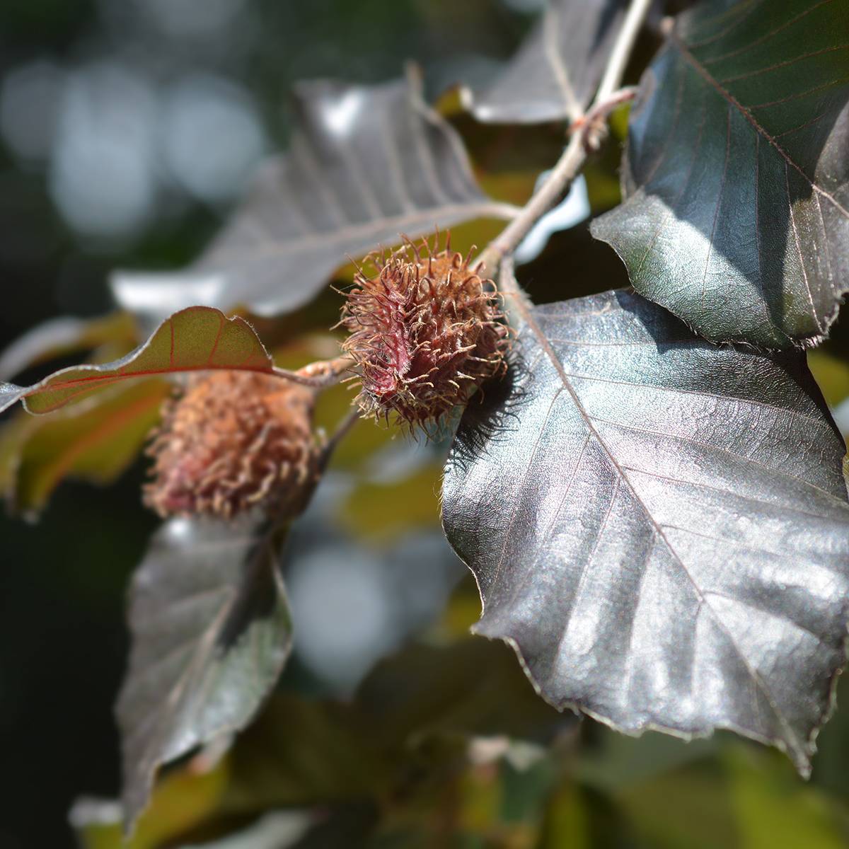 Promesse de Fleurs - Fagus sylvatica Atropurpurea - Hêtre pourpre Godet de 8/9 cm