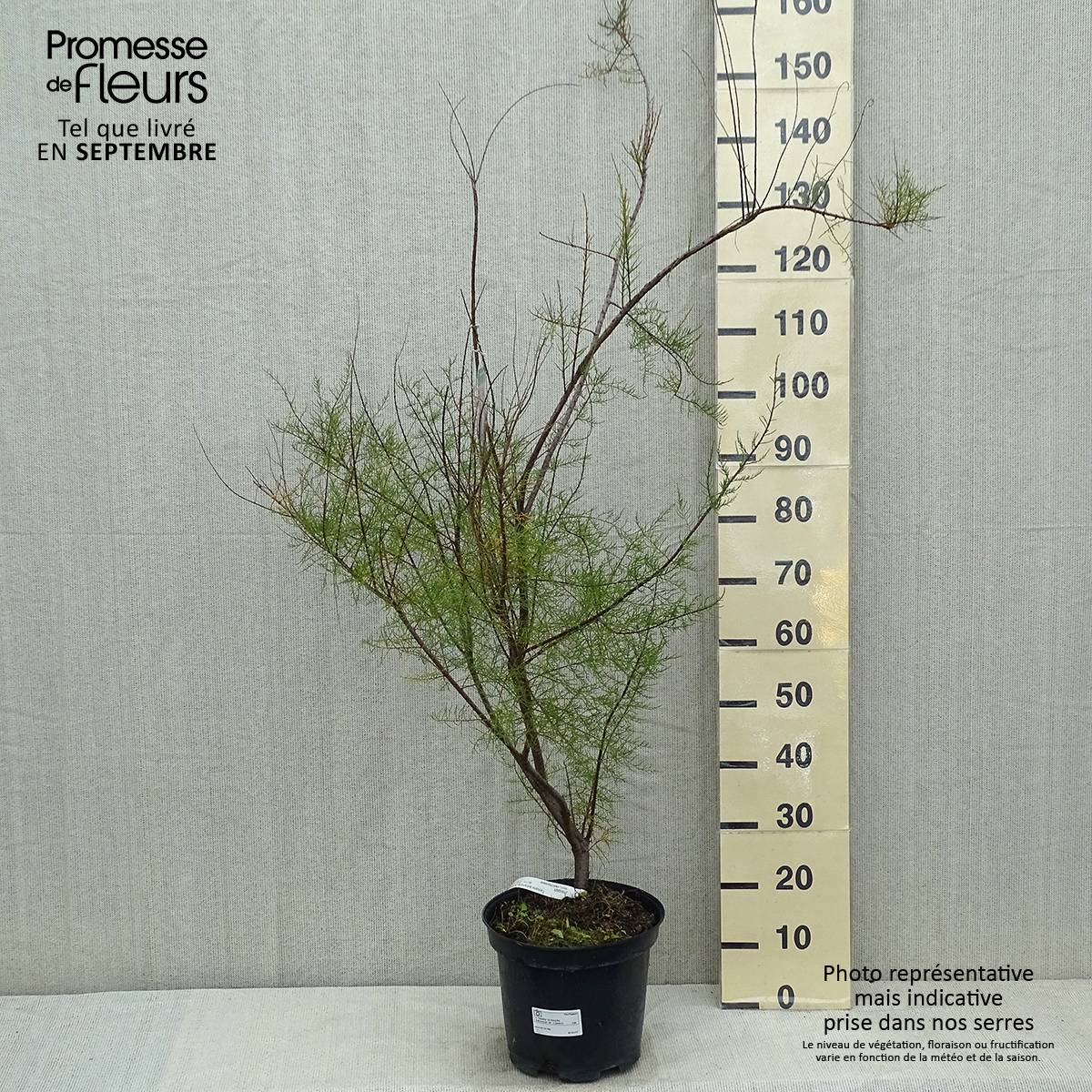 Promesse de Fleurs - Tamarix tetrandra - Tamaris de printemps Pot de 4L/5L - Image 2