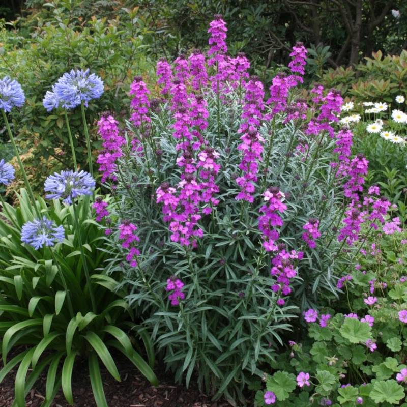 Giroflée vivace Bowles Mauve à fleurs Bleue/ - feuillage Persistant - Godet - 5/20 cm