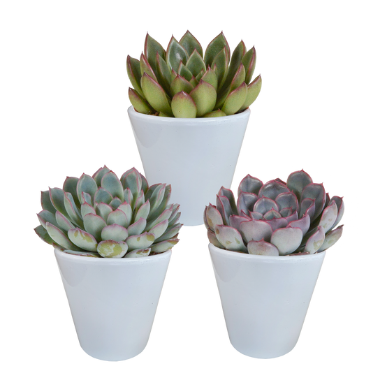 Mélange Echeveria 8,5 cm - 3x - pot blanc - ↕15cm - Plantes d'intérieur - Image 1