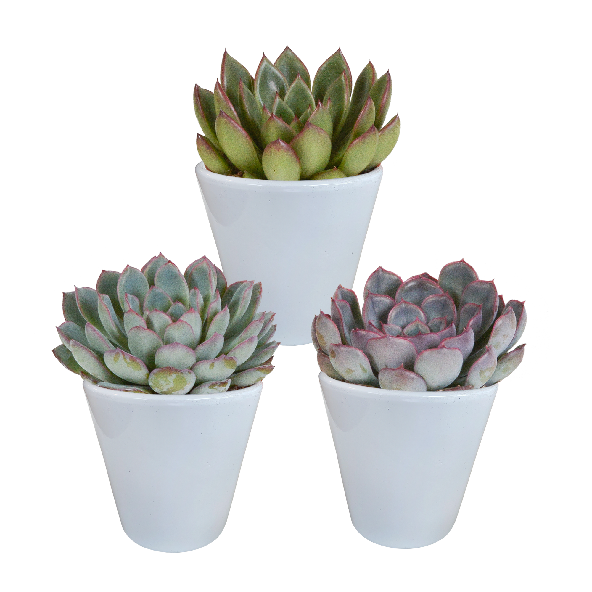 Mélange Echeveria 8,5 cm - 3x - pot blanc - ↕15cm - Plantes d'intérieur - Image 1