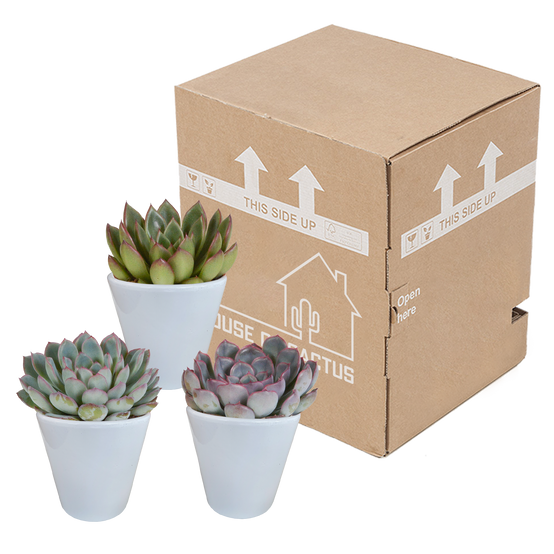 Mélange Echeveria 8,5 cm - 3x - pot blanc - ↕15cm - Plantes d'intérieur - Image 3