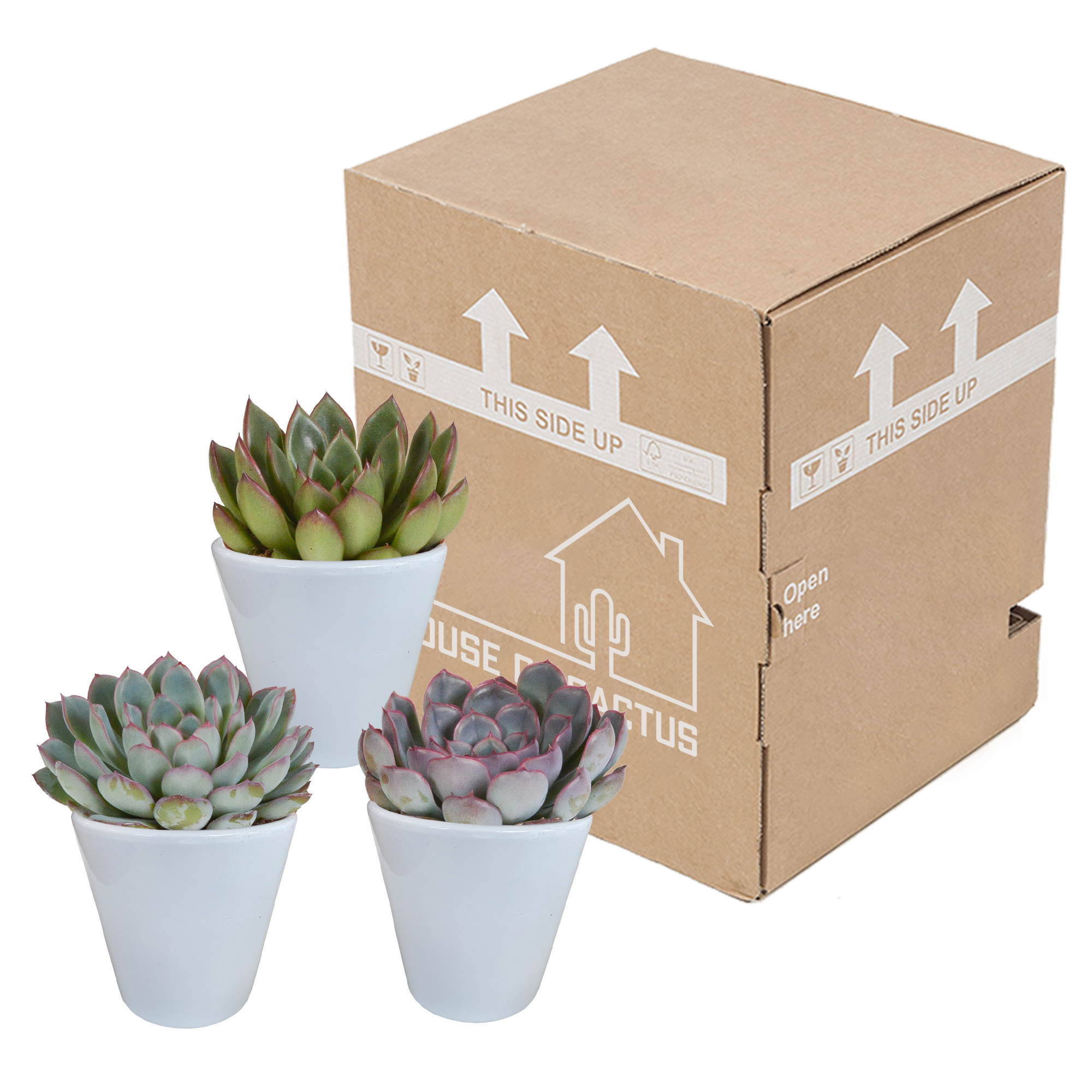 Mélange Echeveria 8,5 cm - 3x - pot blanc - ↕15cm - Plantes d'intérieur - Image 3