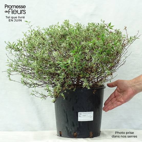 Abelia grandiflora Sparkling Silver Pot de 7,5L/10L - Image 2