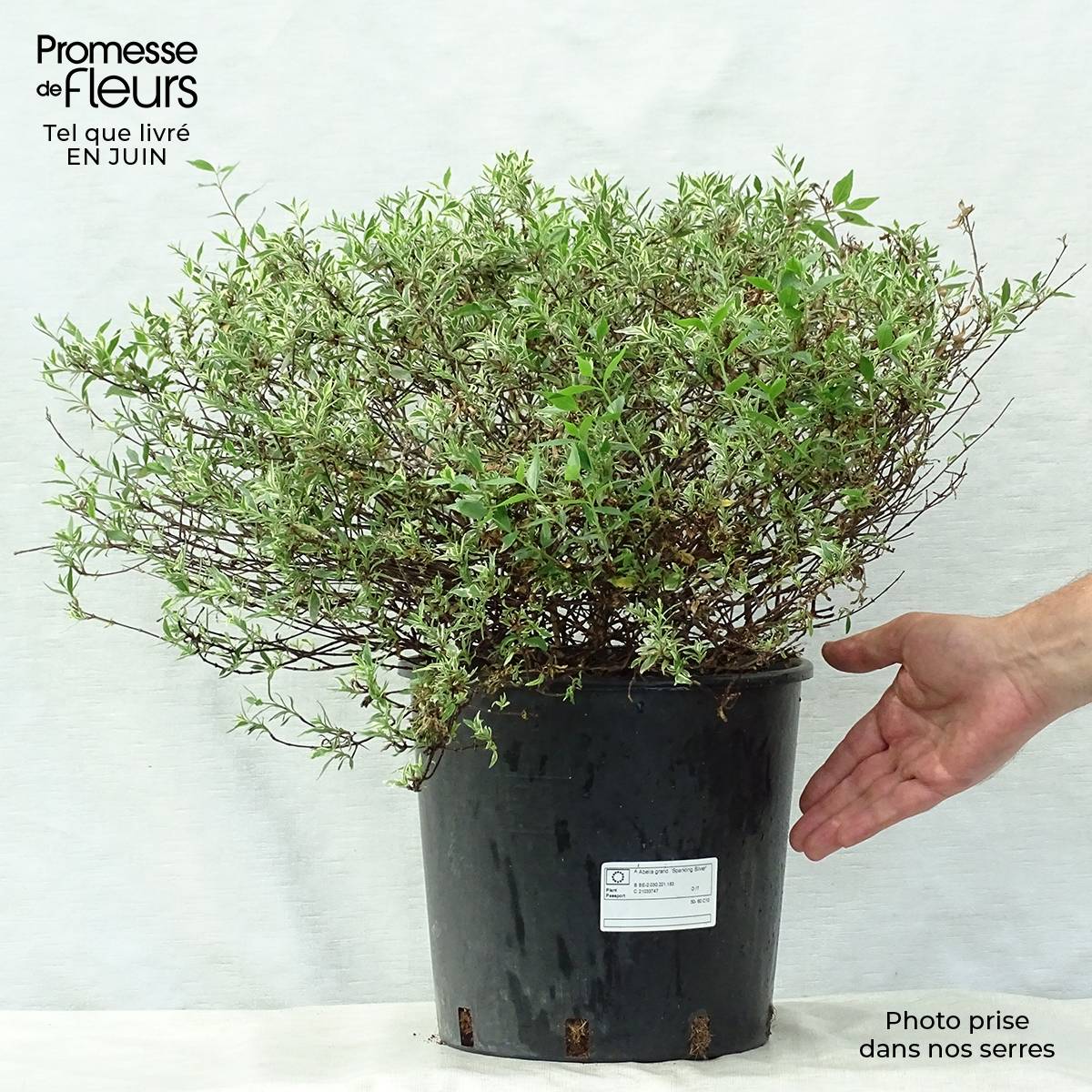Abelia grandiflora Sparkling Silver Pot de 7,5L/10L - Image 2