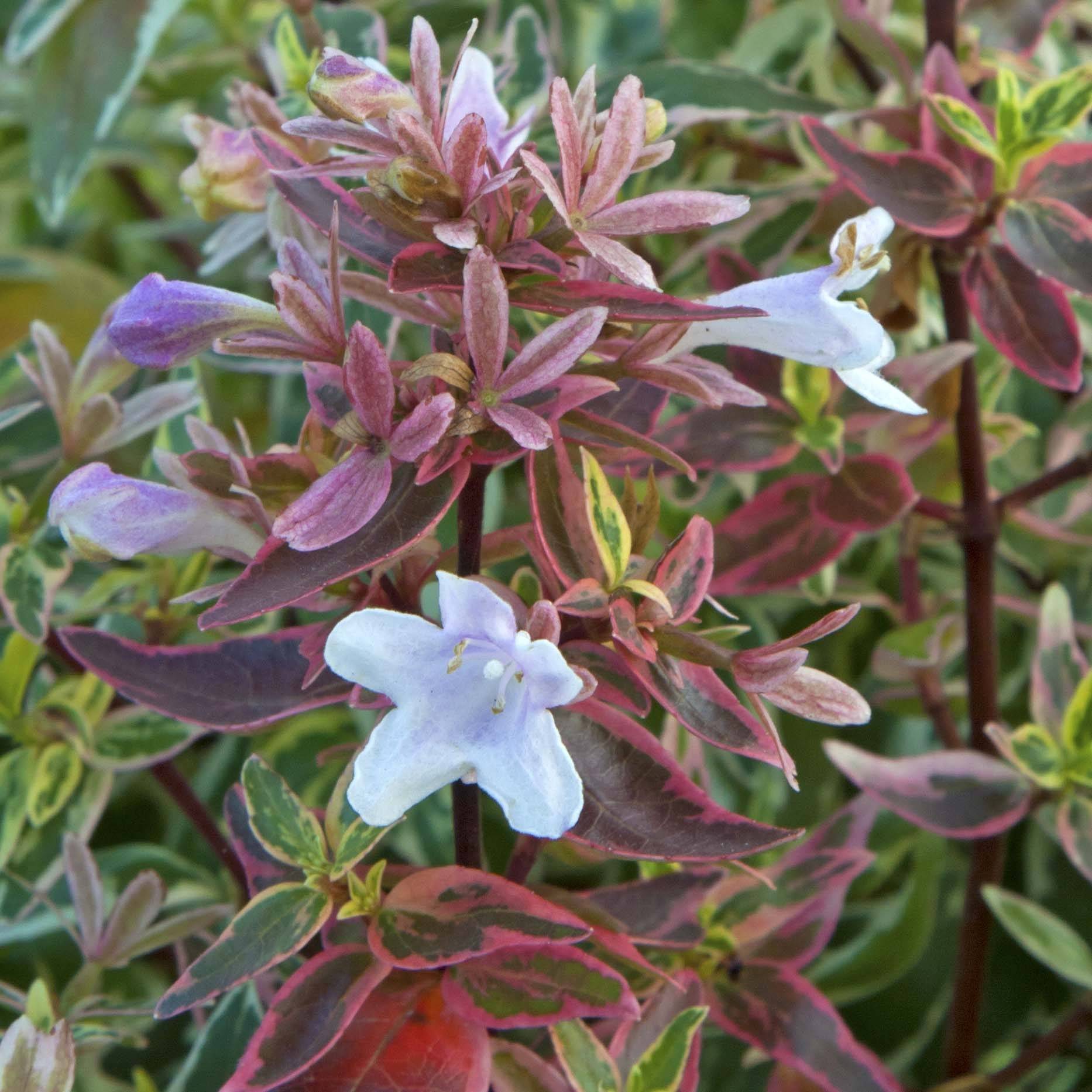 Abelia grandiflora Sparkling Silver Pot de 7,5L/10L - Image 1