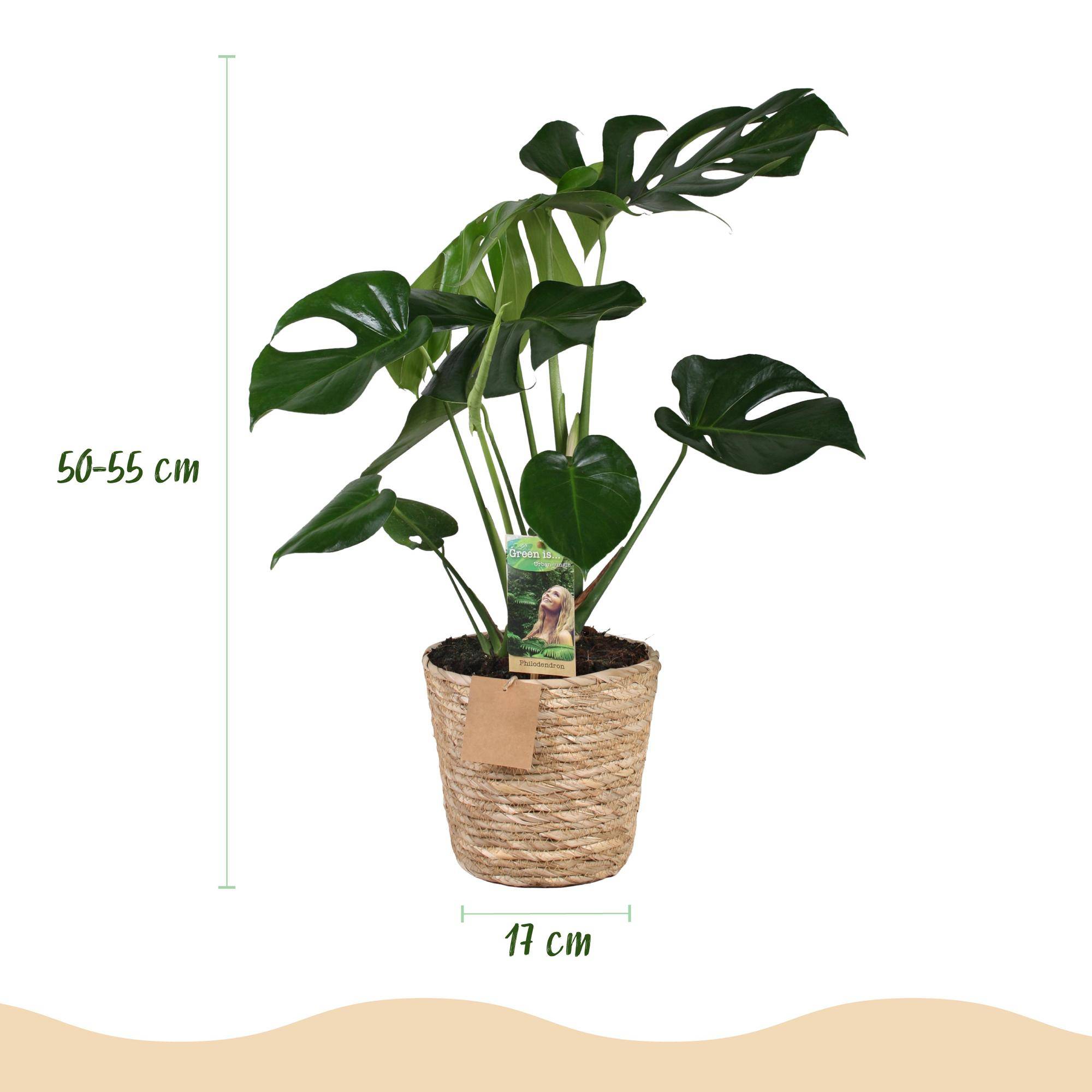 Monstera Deliciosa - Pot de 17cm - Panier - Plantes d'intérieur - Image 3