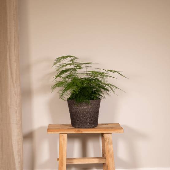 Asparagus Plumosus h45cm 45cm - Plante d'intérieur- La Green Touch - Image 3