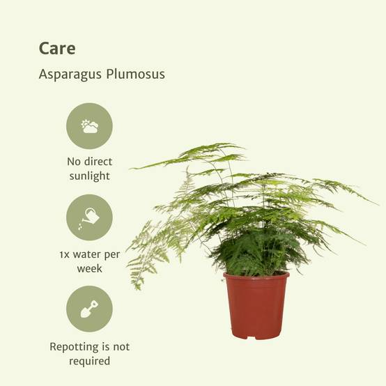 Asparagus Plumosus h45cm 45cm - Plante d'intérieur- La Green Touch - Image 7