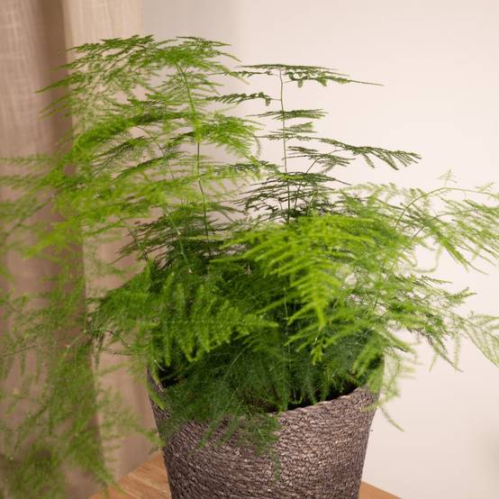 Asparagus Plumosus h45cm 45cm - Plante d'intérieur- La Green Touch - Image 4