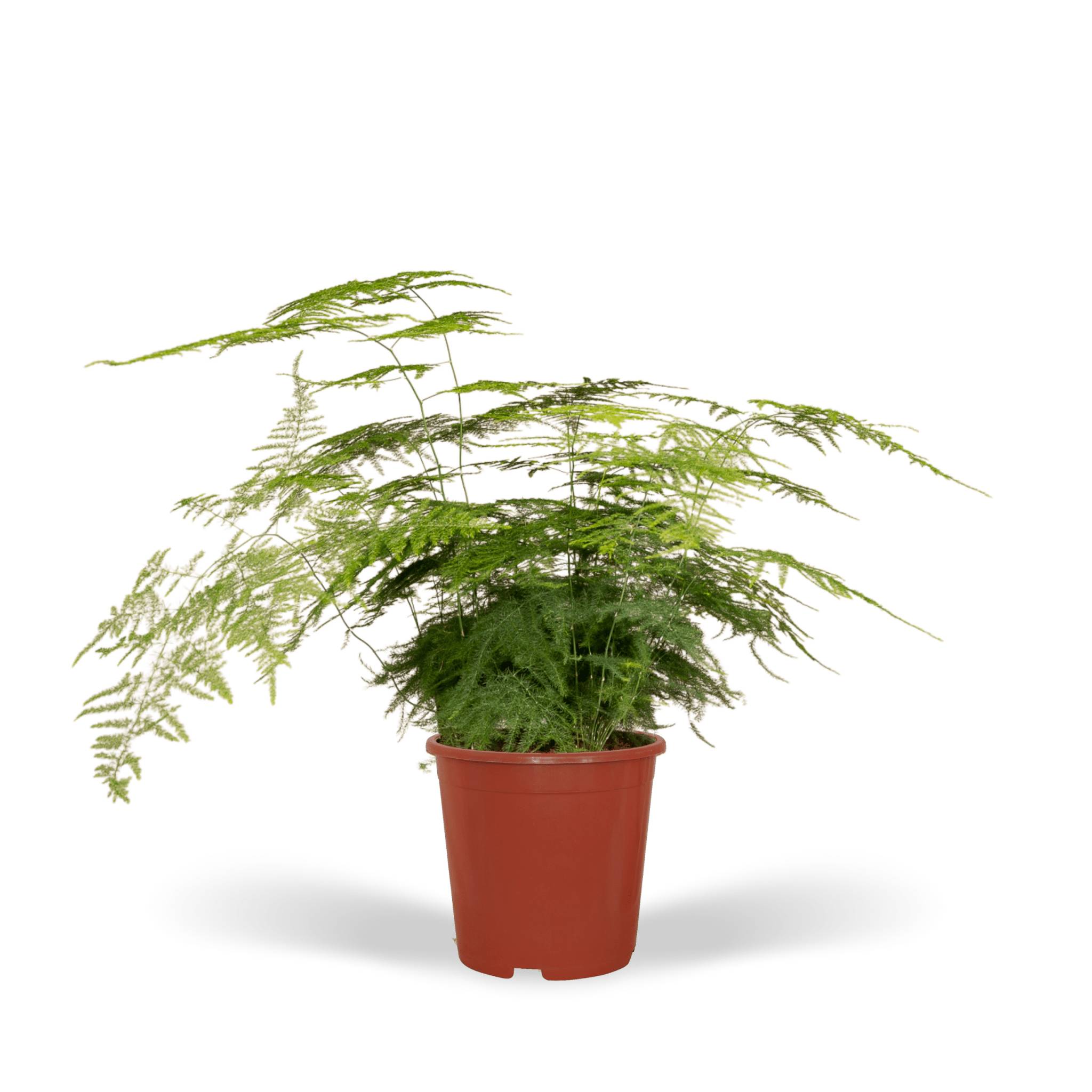 Asparagus Plumosus  h45cm 45cm - Plante d'intérieur- La Green Touch - Image 1