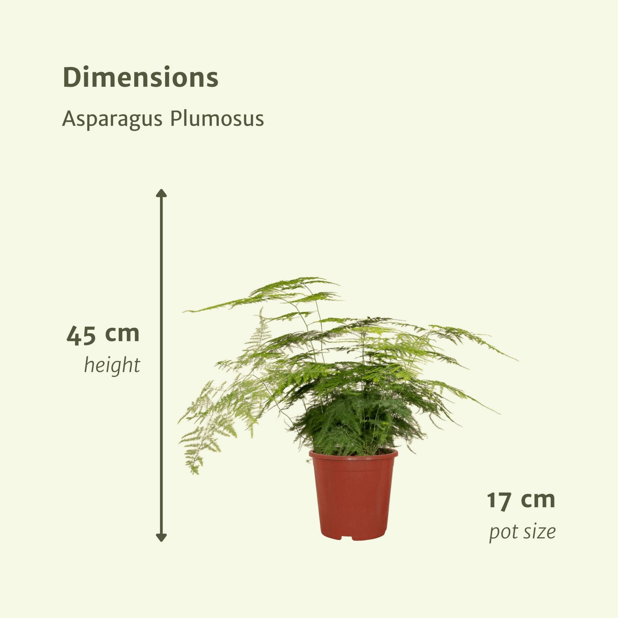 Asparagus Plumosus  h45cm 45cm - Plante d'intérieur- La Green Touch - Image 6
