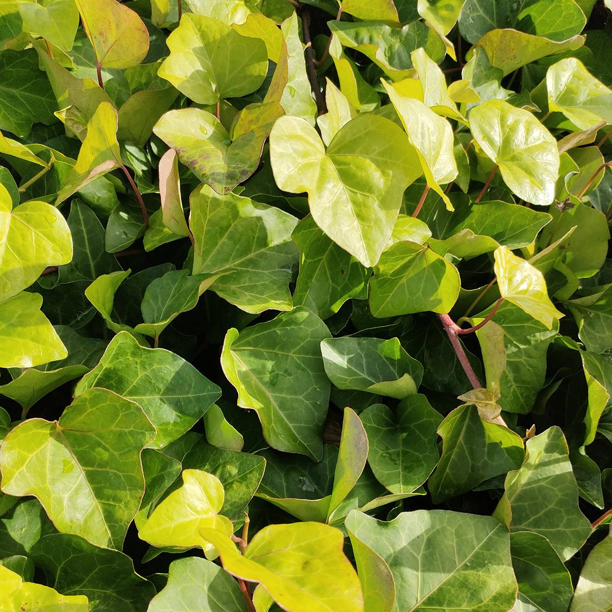 Promesse de Fleurs - Hedera algeriensis - Lierre d'Algérie Godet de 8/9 cm