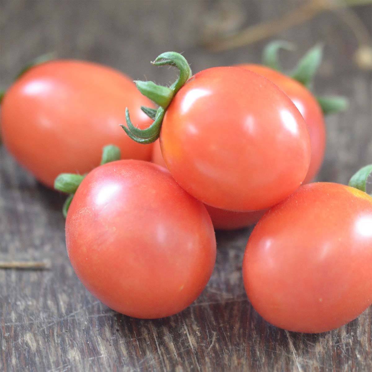 Tomate German Lunch Box Bio - Ferme de Sainte Marthe le sachet de 50 graines environ