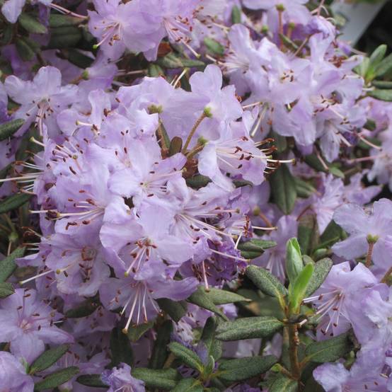 Rhododendron Blue Silver - Rhododendron nain Pot de 3L/4L - Image 1