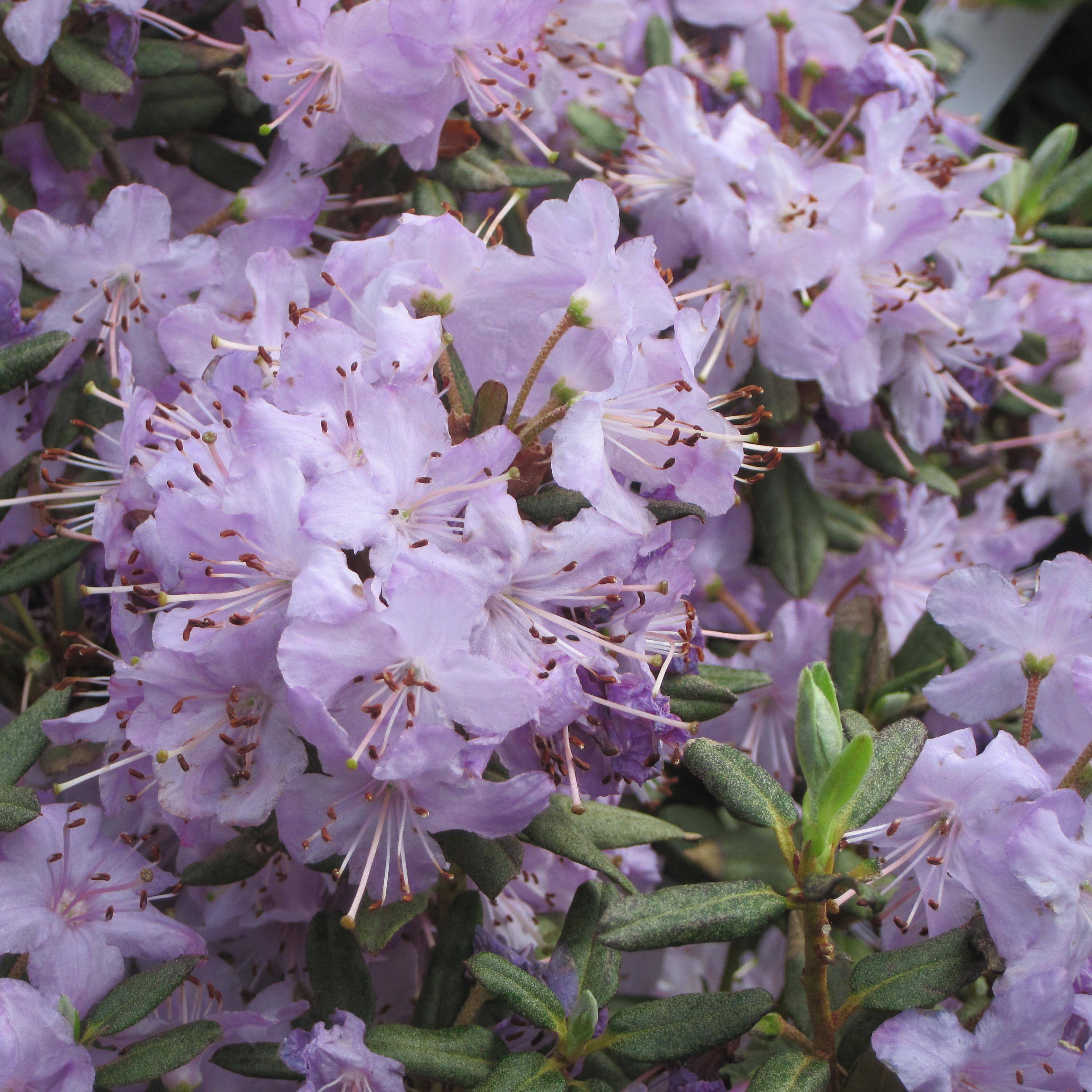 Rhododendron Blue Silver - Rhododendron nain Pot de 3L/4L - Image 1