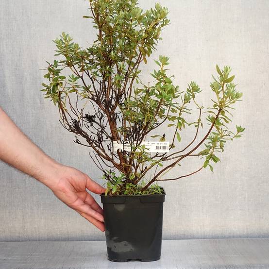 Rhododendron Blue Silver - Rhododendron nain Pot de 3L/4L - Image 2