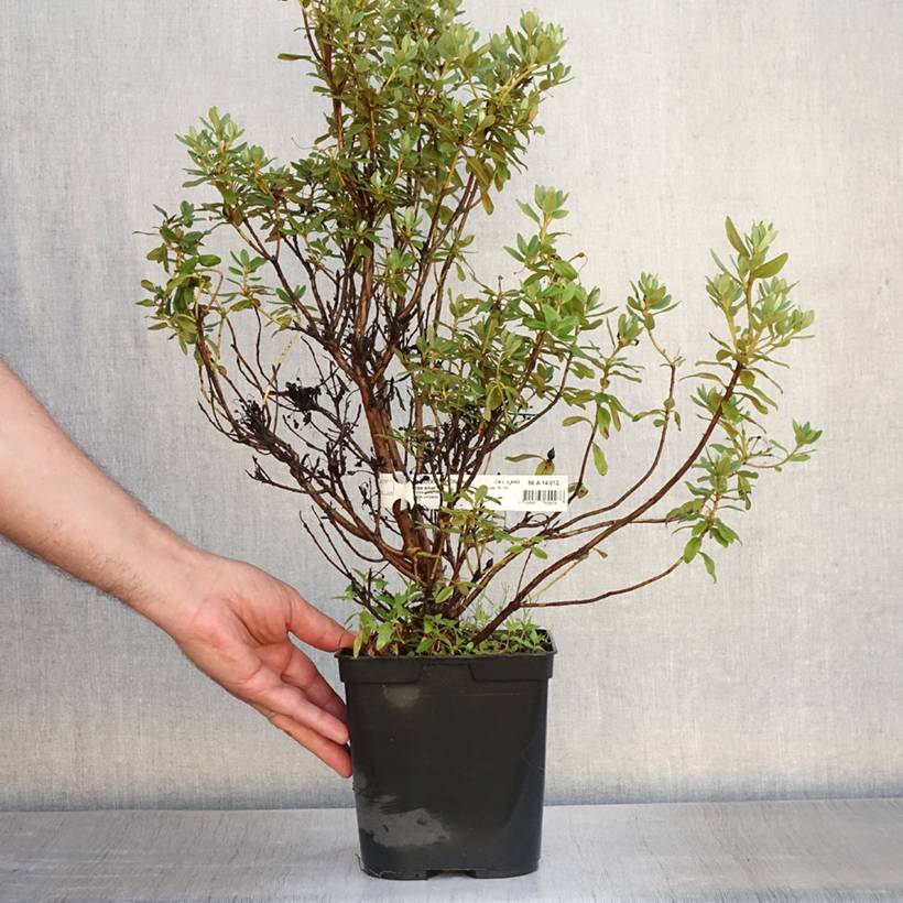 Rhododendron Blue Silver - Rhododendron nain Pot de 3L/4L - Image 2