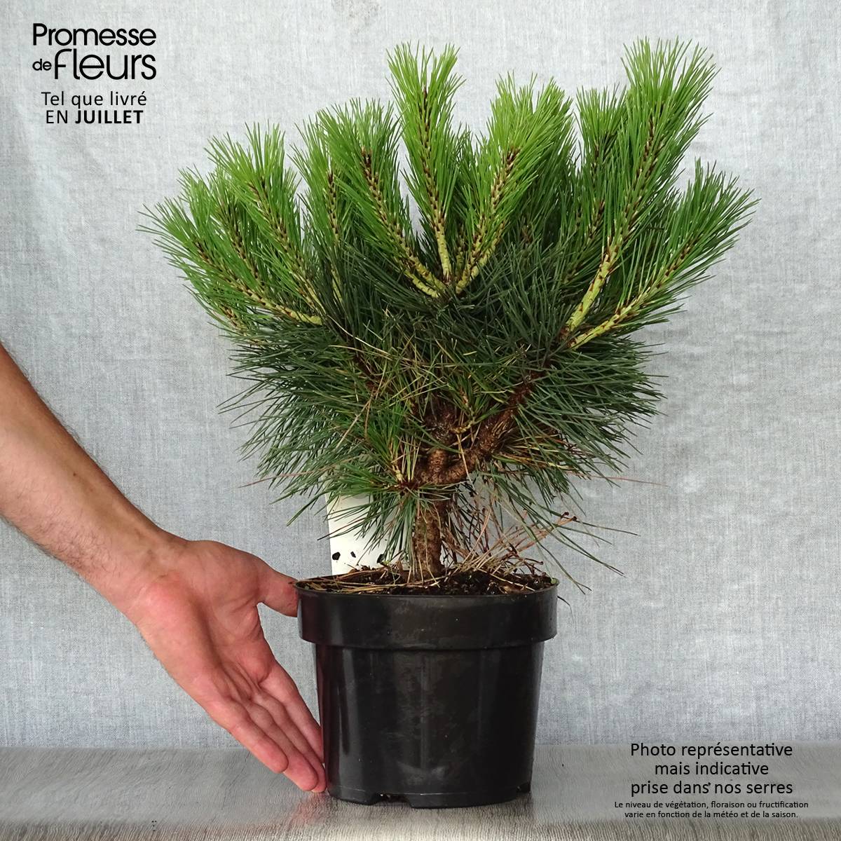 Promesse de Fleurs - Pinus nigra Pierrick Brégeon  - Pin noir Pot de 2L/3L - Image 2