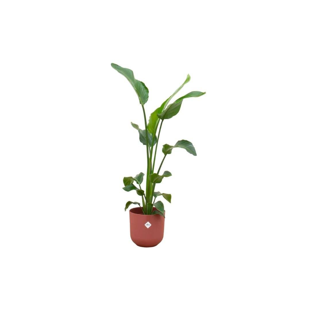 Strelitzia Nicolai 100cm et son pot- La Green Touch Rouge 23cm - Hauteur 100cm