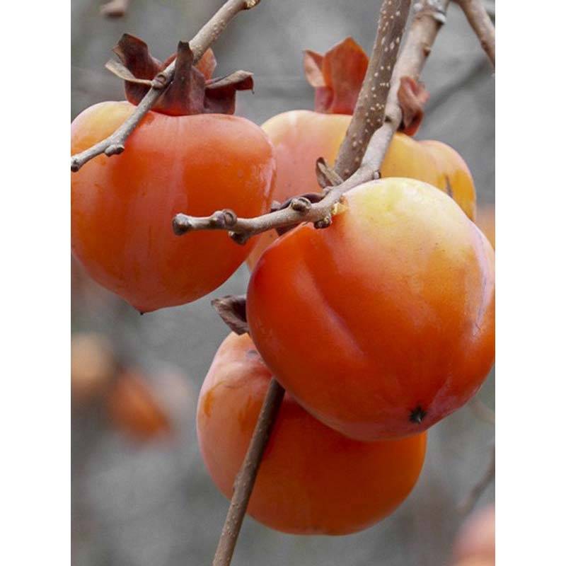 Plaqueminier, Kaki - Diospyros kaki Rouge Brillant - Persimon Pot de 4L/5L, Demi-Tige