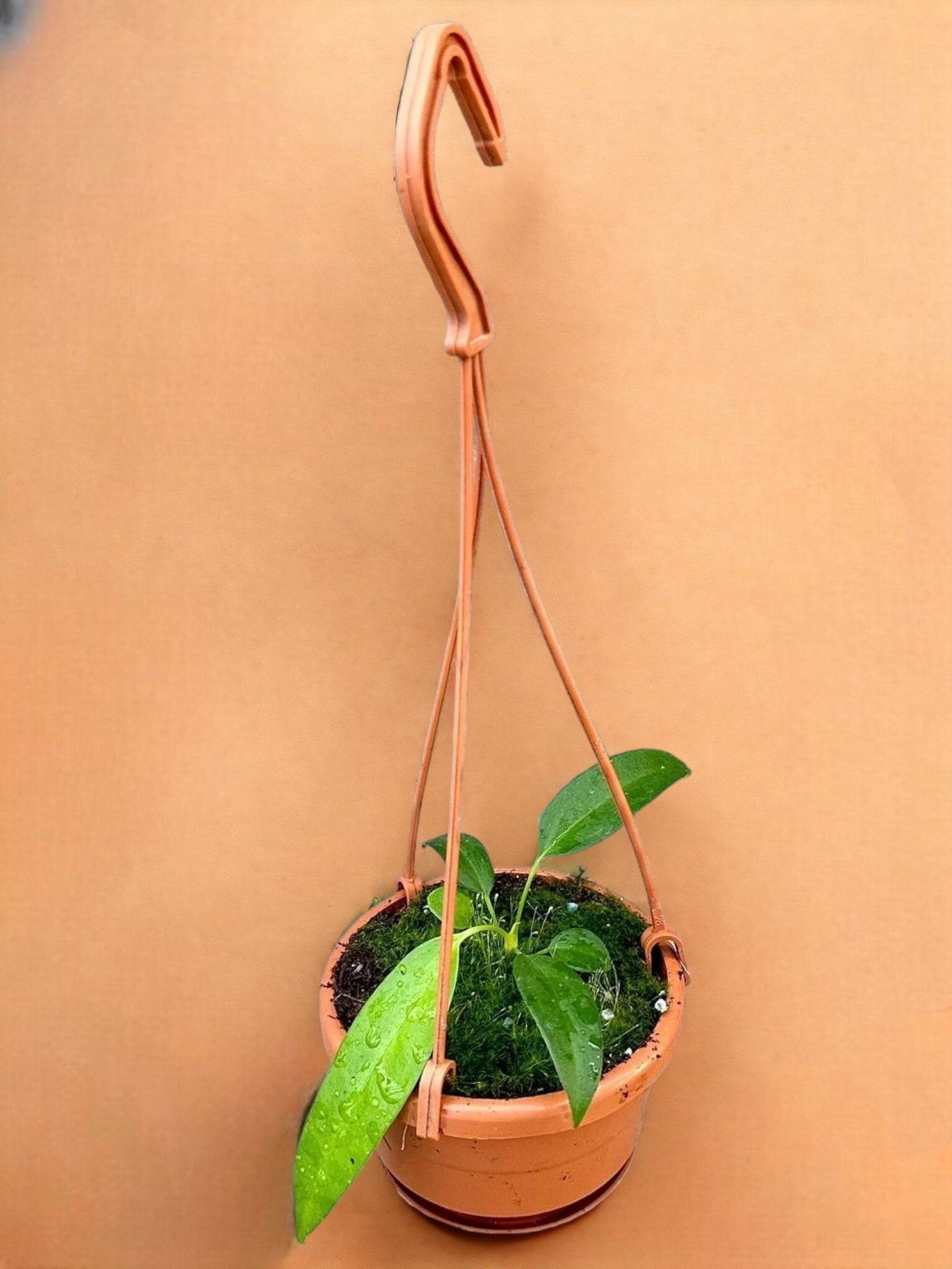 Anthurium Wendlingeri- La Green Touch