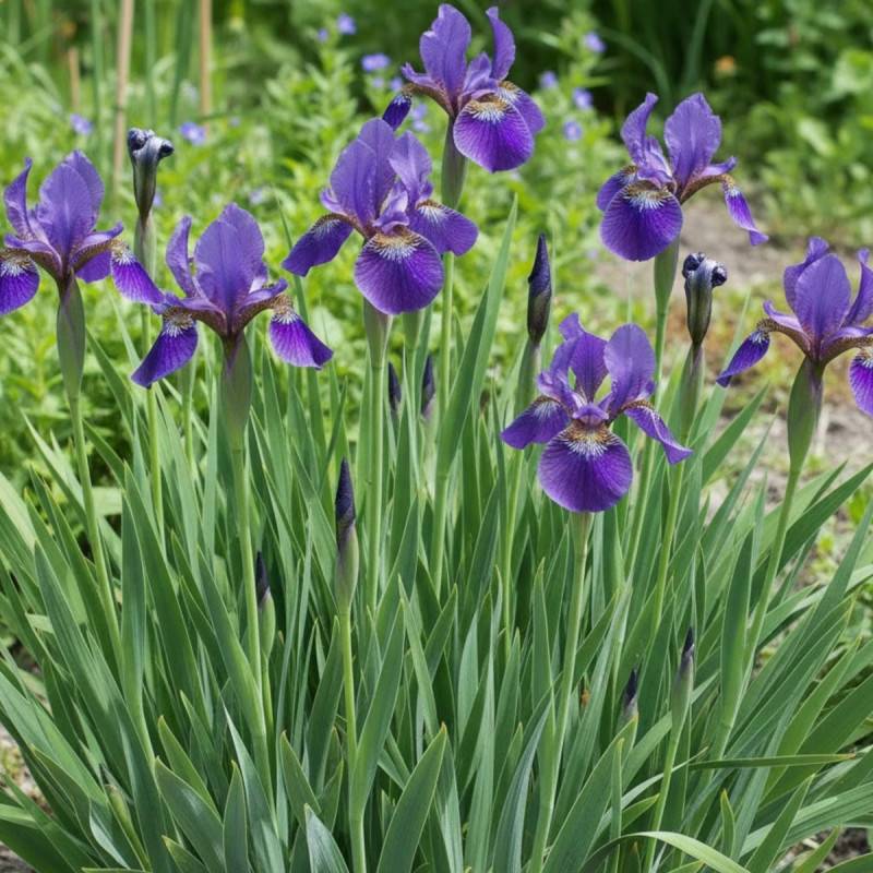 Iris de Sibérie Tycoon à fleurs Violette/ - feuillage Caduc - Godet - 5/20 cm - Imagen 3