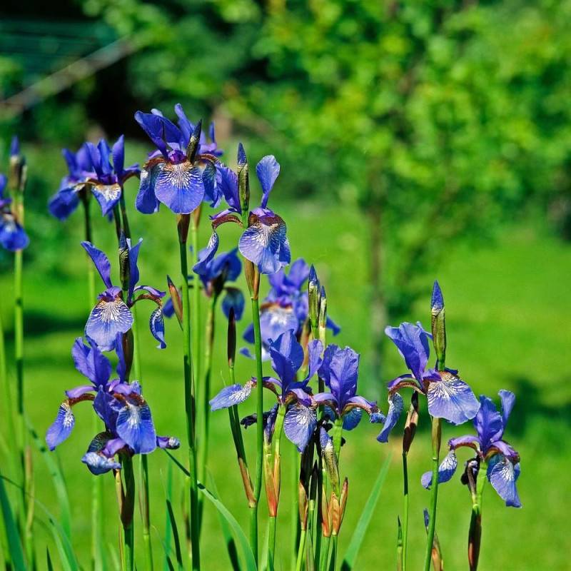 Iris de Sibérie Tycoon à fleurs Violette/ - feuillage Caduc - Godet - 5/20 cm - Imagen 2