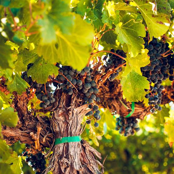 Promesse de Fleurs - Vigne Petit Verdot Pot de 2L/3L
