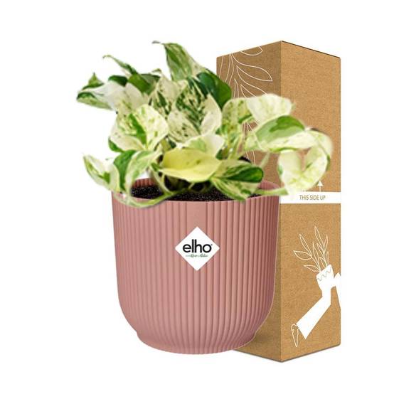 Epipremnum Pinnatum Happy Leaf 14cm Rose - H20cm - Image 4
