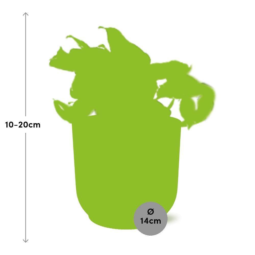 Epipremnum Pinnatum Happy Leaf 14cm Rose - H20cm - Image 3