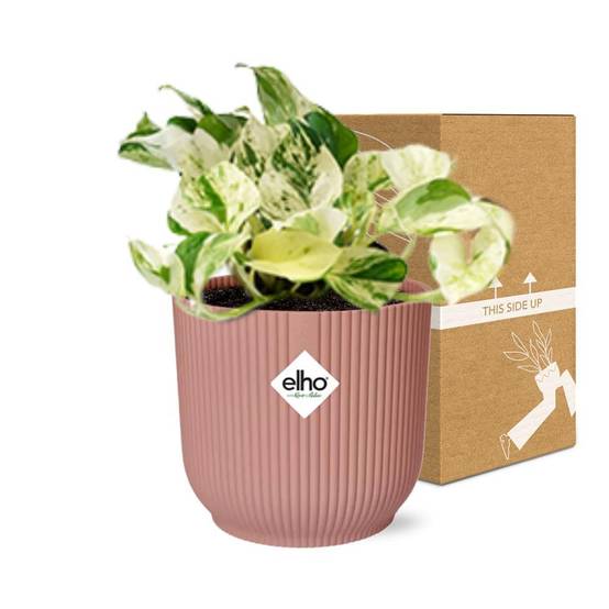 Epipremnum Pinnatum Happy Leaf 14cm Rose - H20cm - Image 5