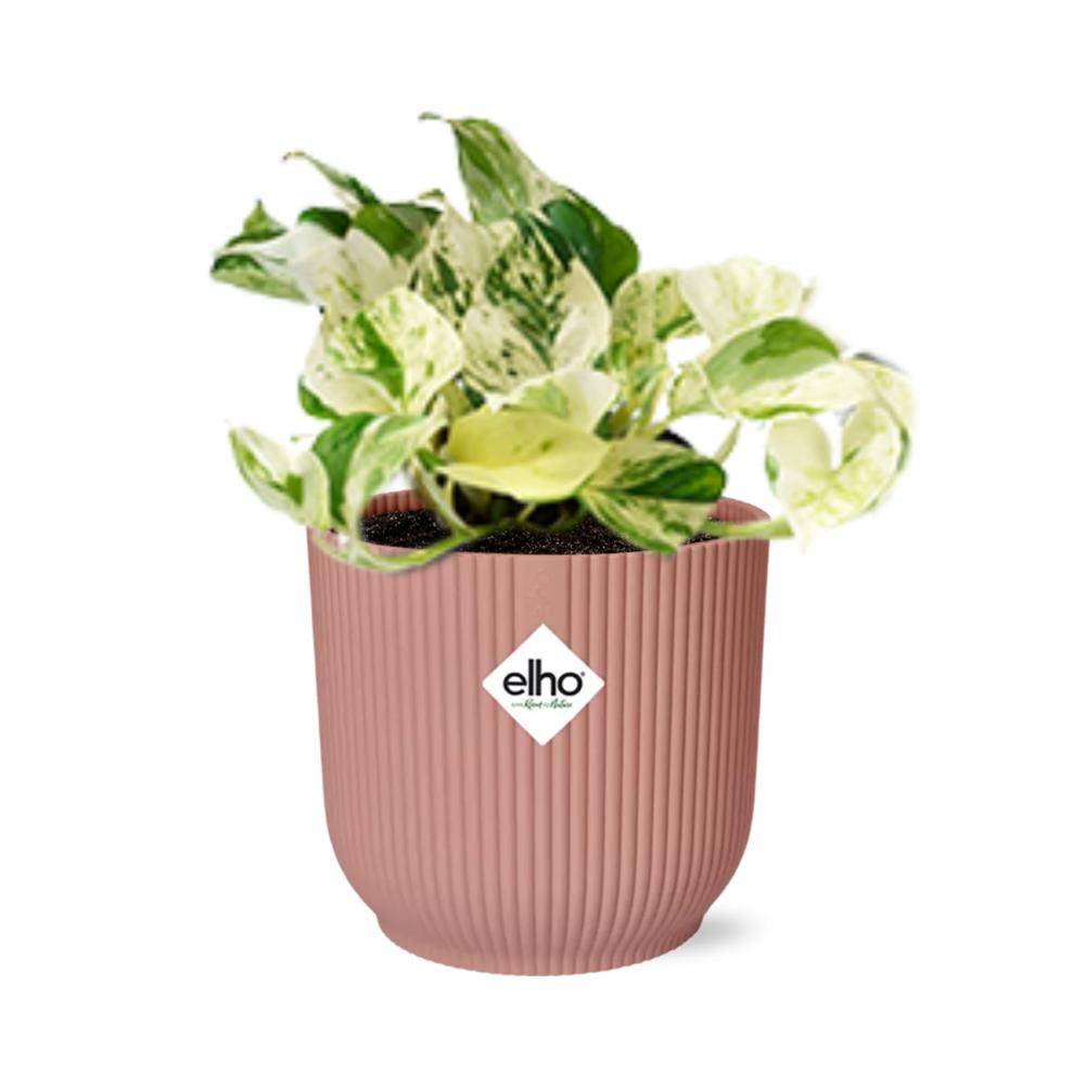 Epipremnum Pinnatum Happy Leaf 14cm Rose - H20cm - Image 1