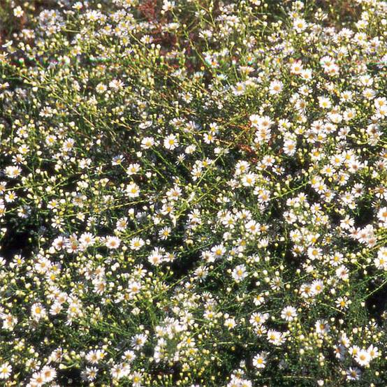 Promesse de Fleurs - Aster datschii Godet de 8/9 cm