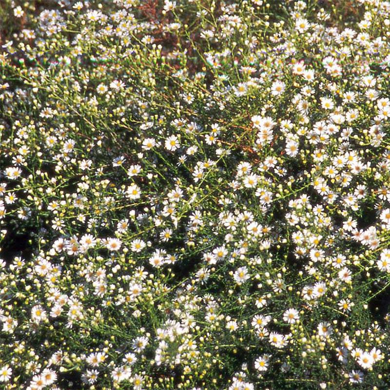 Promesse de Fleurs - Aster datschii Godet de 8/9 cm