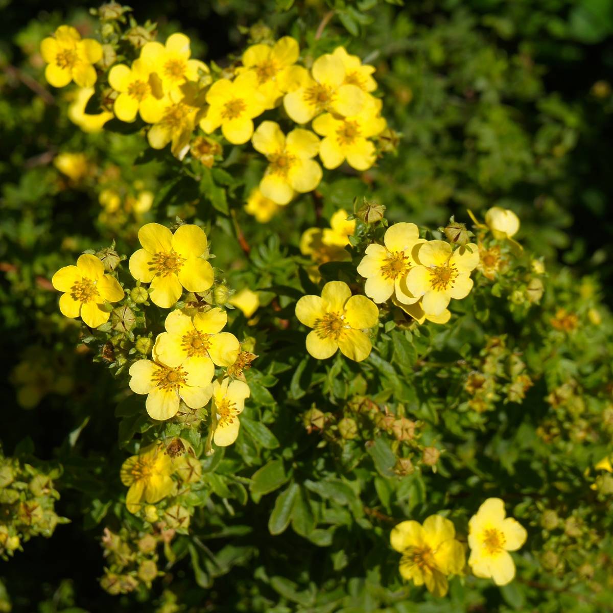 Promesse de Fleurs - Potentilla fruticosa Sommerflor- Potentille arbustive Godet de 8/9 cm
