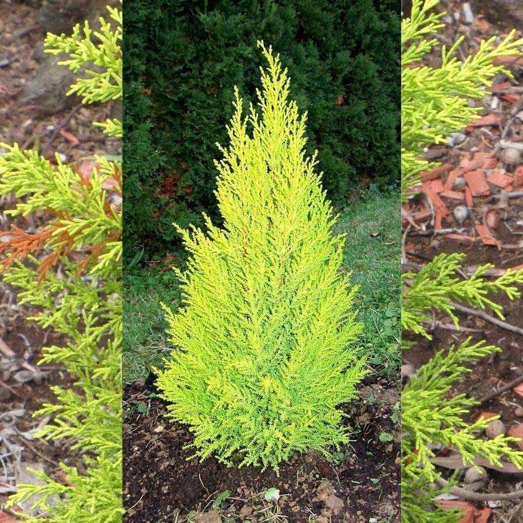 Cyprès de Lambert Wilma - Cupressus macrocarpa Pot de 2L/3L