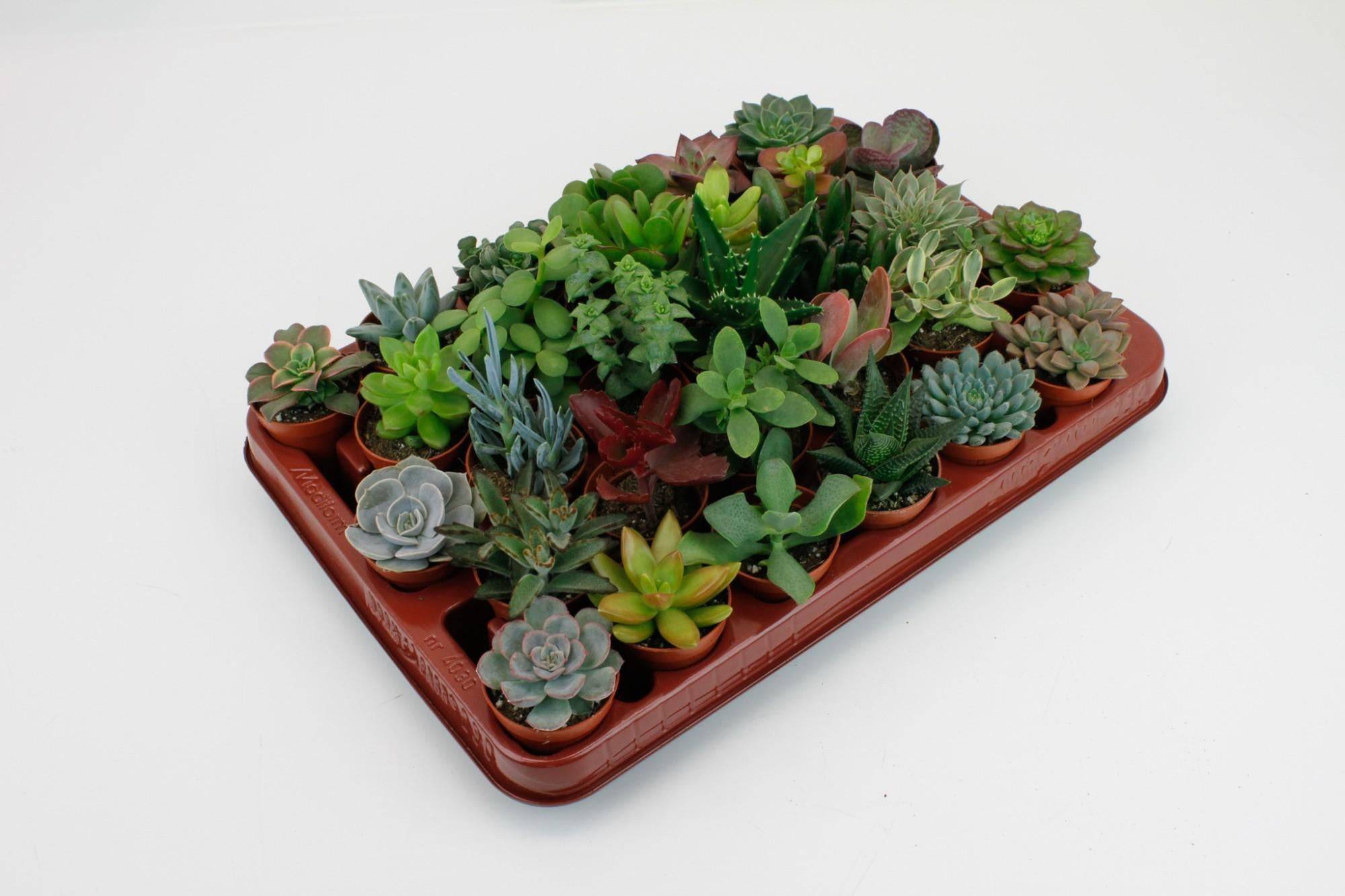 La Green Touch - Succulent Mix
