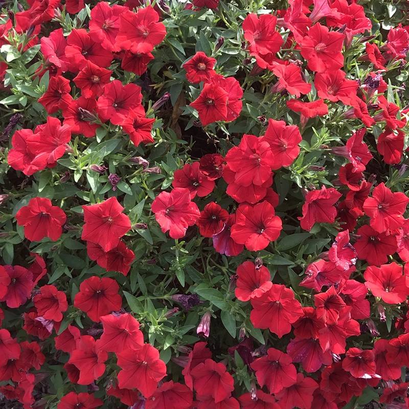 Pétunia Surfinia Deep Red rouge foncé godet de 8/9cm