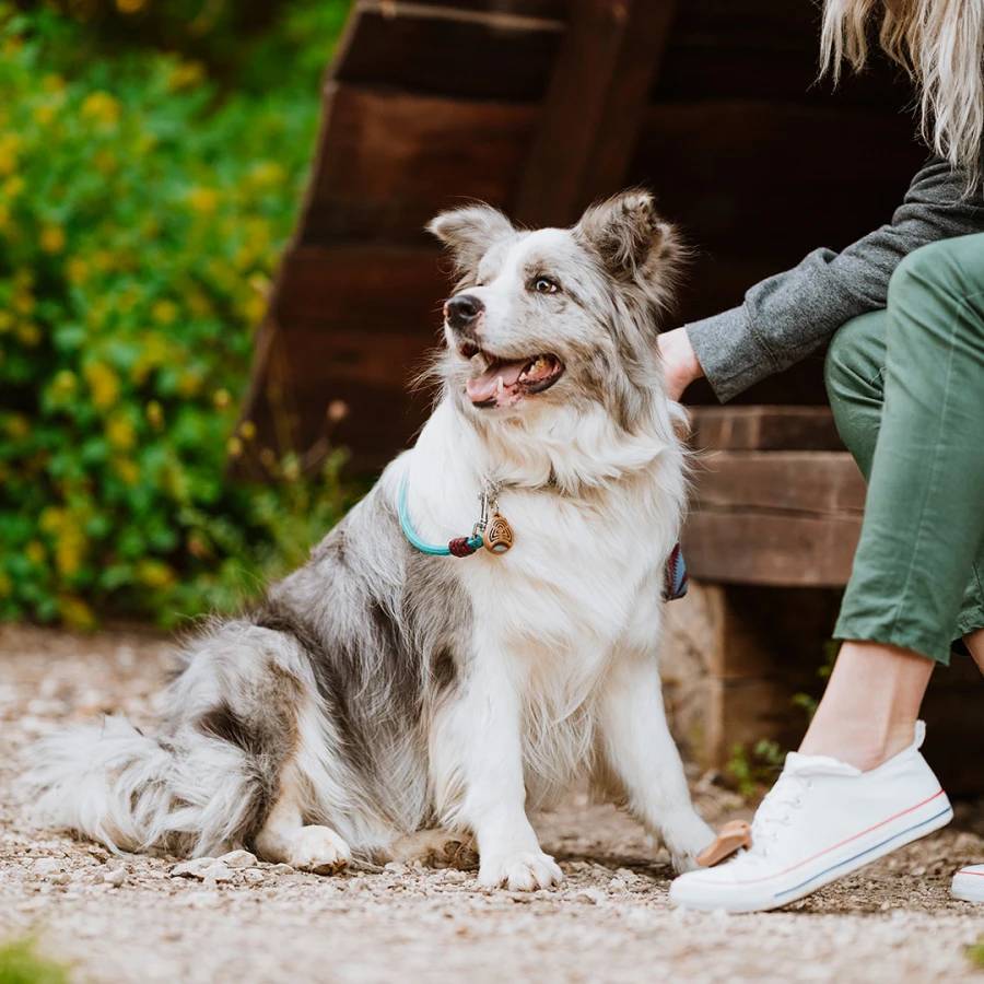 Tickless Ecopet - Image 2