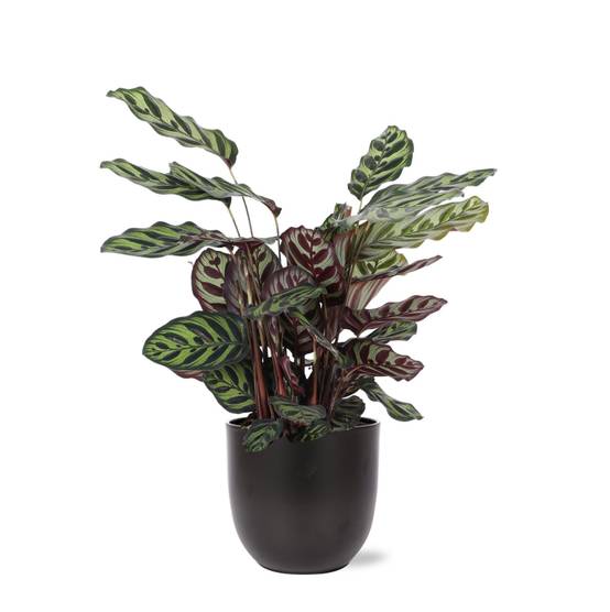 Calathea Makoyana et son pot- La Green Touch Noir - Hauteur 70cm