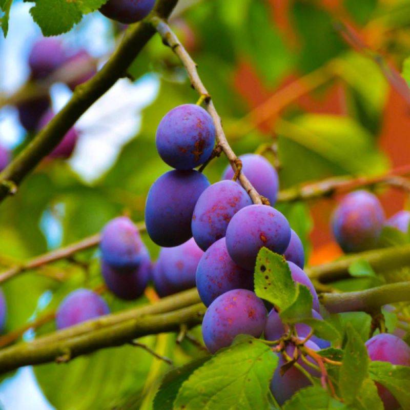 Prunier 'Stanley' (Prunus domestica 'Stanley') - Scion de 150cm - Pépinières Naudet - Imagen 1