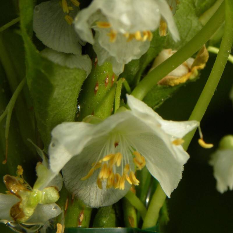 Kiwi arctique Adam (Mâle) à fleurs Blanche - feuillage Caduc - Pot de 3L - Echelle bambou 60/120 cm- hauteur à maturité De 3,00 m à 5,00 m - Image 1