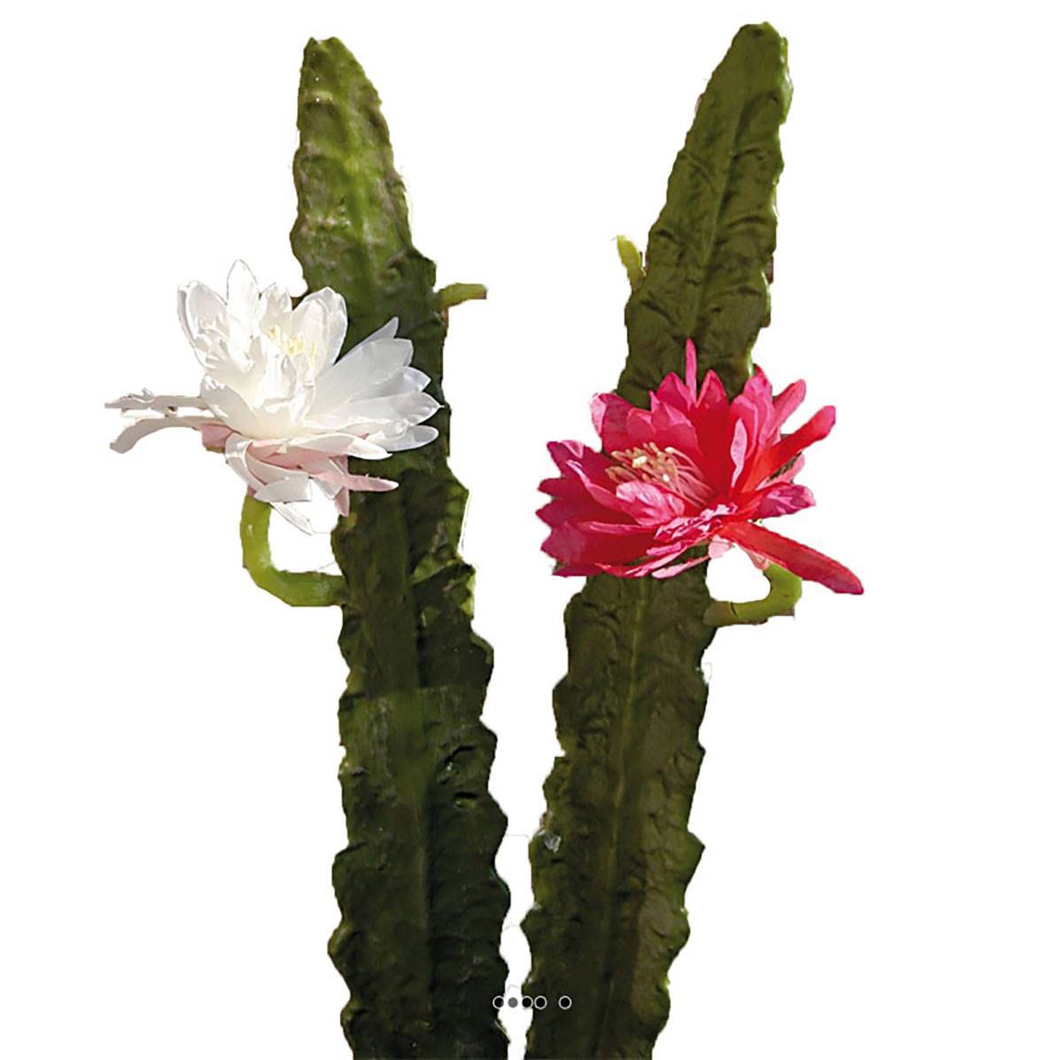 Artificielles - Joli cactus cierge artificiel en piquet H 52 cm avec sa fleur Rose fushia - couleur: Rose fushia 730 - Imagen 3